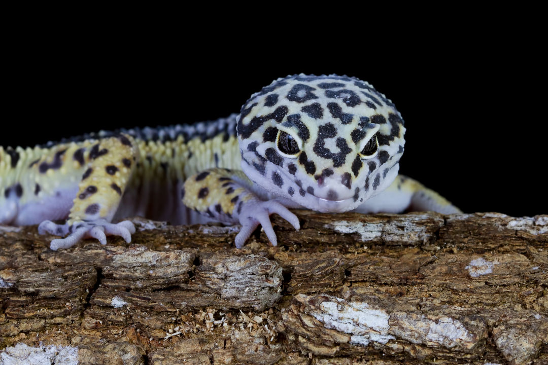 gecko leopardo sobre decoración de terrario